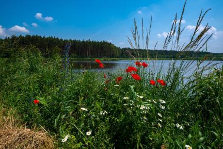 ADAPTACJA LASÓW I LEŚNICTWA DO ZMIAN KLIMATU - KONTYNUACJA PROJEKTÓW