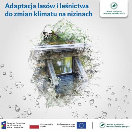 Adaptacja lasów i leśnictwa do zmian klimatu na nizinach